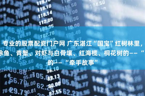 专业的股票配资门户网 广东湛江“国宝”红树林里，有一个弹涂鱼、青蟹、对虾与白骨壤、红海榄、桐花树的—— “牵手故事”