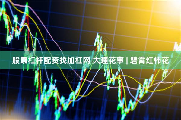 股票杠杆配资找加杠网 大理花事 | 碧霄红柿花